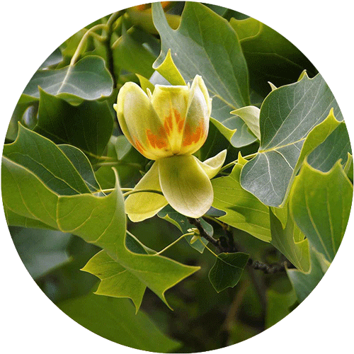 A Tulip Tree with a yellow-orange bloom.